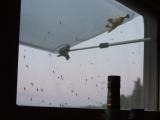 Mueckenfenster