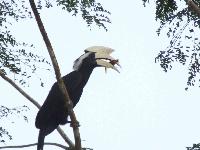 Hornvogel