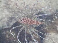 Rotfeuerfisch