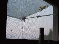 Mueckenfenster