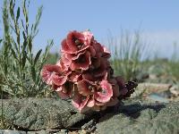 Wüstenblume