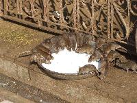 Heilige Ratten,der Tempel darf Selbsverständlich nur Barfus Betreten werden