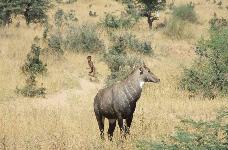 Nilgaiantilope mit fliehendem Wuestensohn
