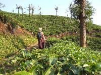 In der Teeplantage